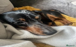 Dachshund dogs for sale: 🐾 Meet Ralph – Your New Best Friend! 🐾 - Image 4