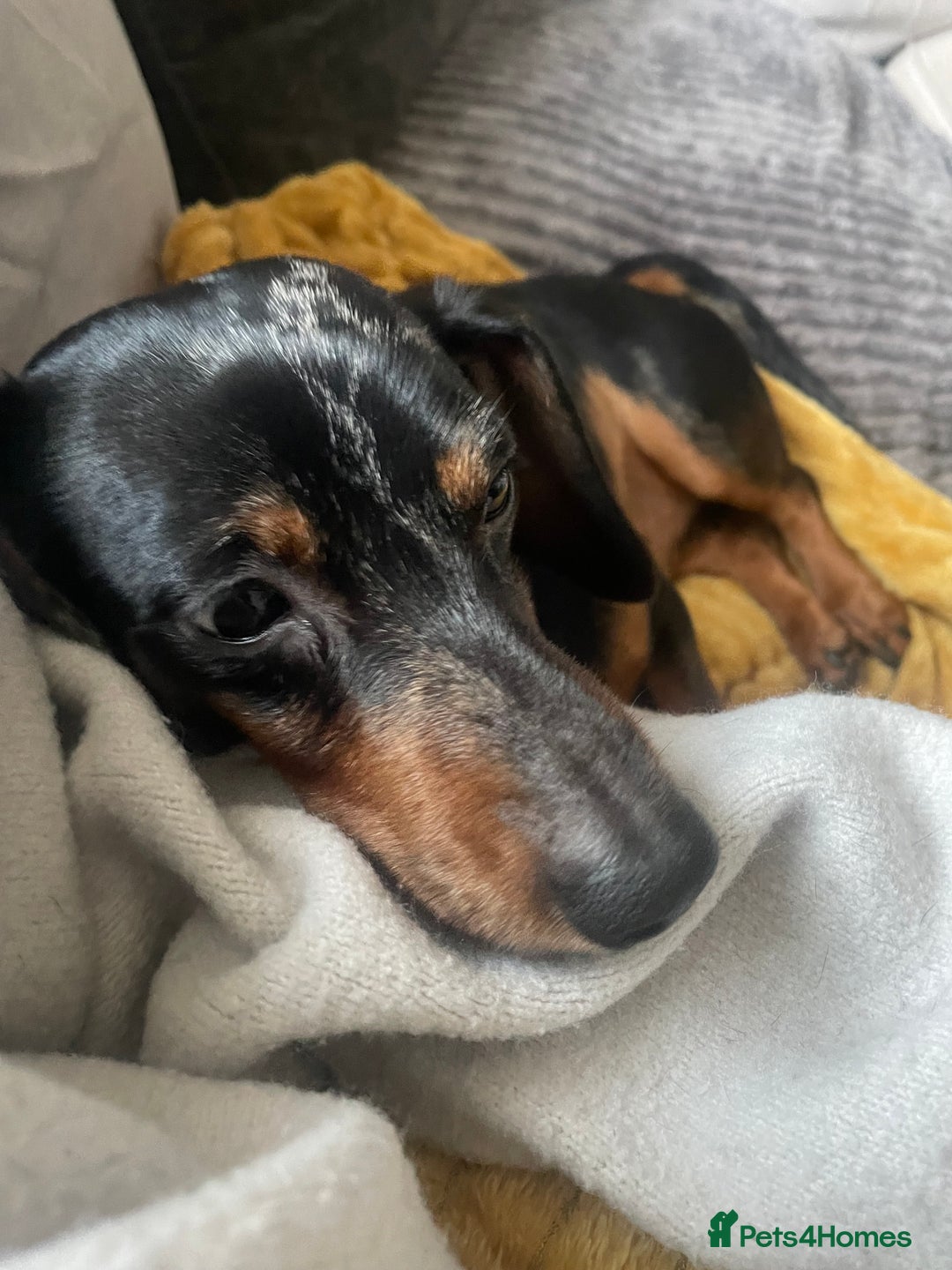 Dachshund dogs for sale: 🐾 Meet Ralph – Your New Best Friend! 🐾 - Image 4