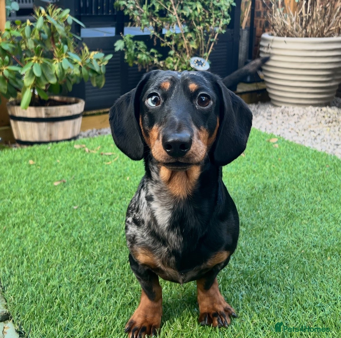 Miniature Dachshund dogs Very reluctant sale due to family illness - Advert 3