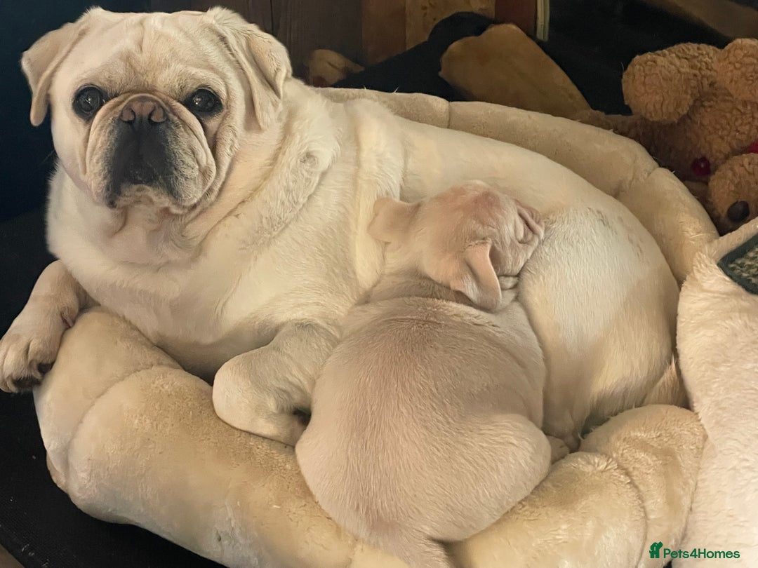 Pug dogs for sale: Pink champagne pug puppy - Advert 6