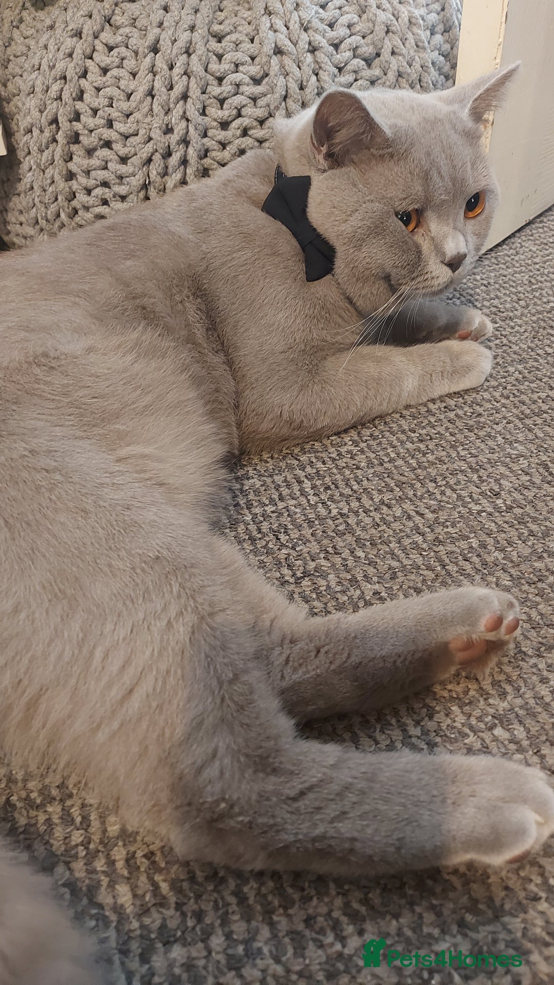 British Shorthair cats for stud: LILAC BOY GCCF Registered ready for Stud service  in Leigh - Image 2