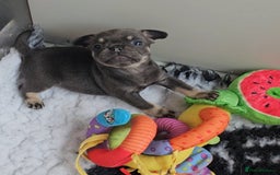 Frug dogs for sale: Beautiful Frug Babies 😍 - Image 16