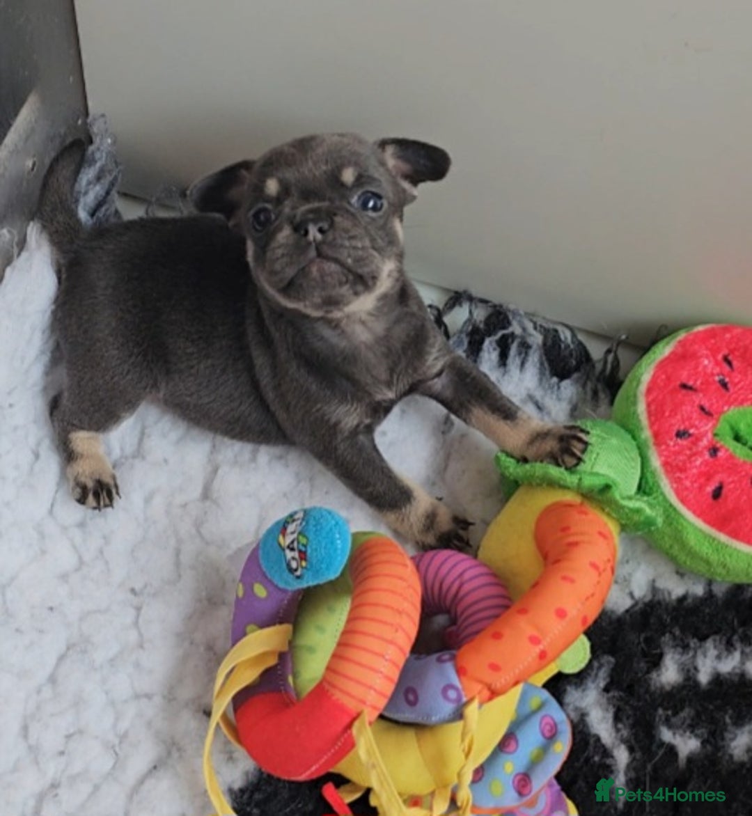 Frug dogs for sale: Beautiful Frug Babies 😍 - Image 16