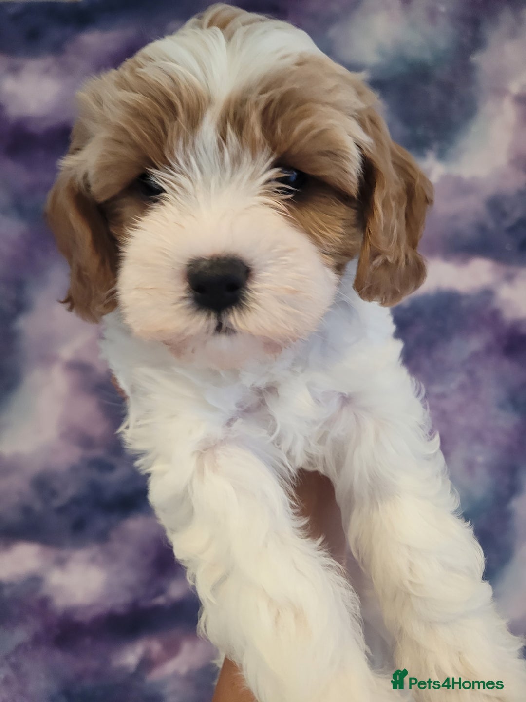 Mixed Breed dogs for sale: Gorgeous Cavapoochon Puppies - Image 11
