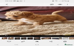 Chipoo dogs for sale: Poodle x Chihuahua  - Image 7