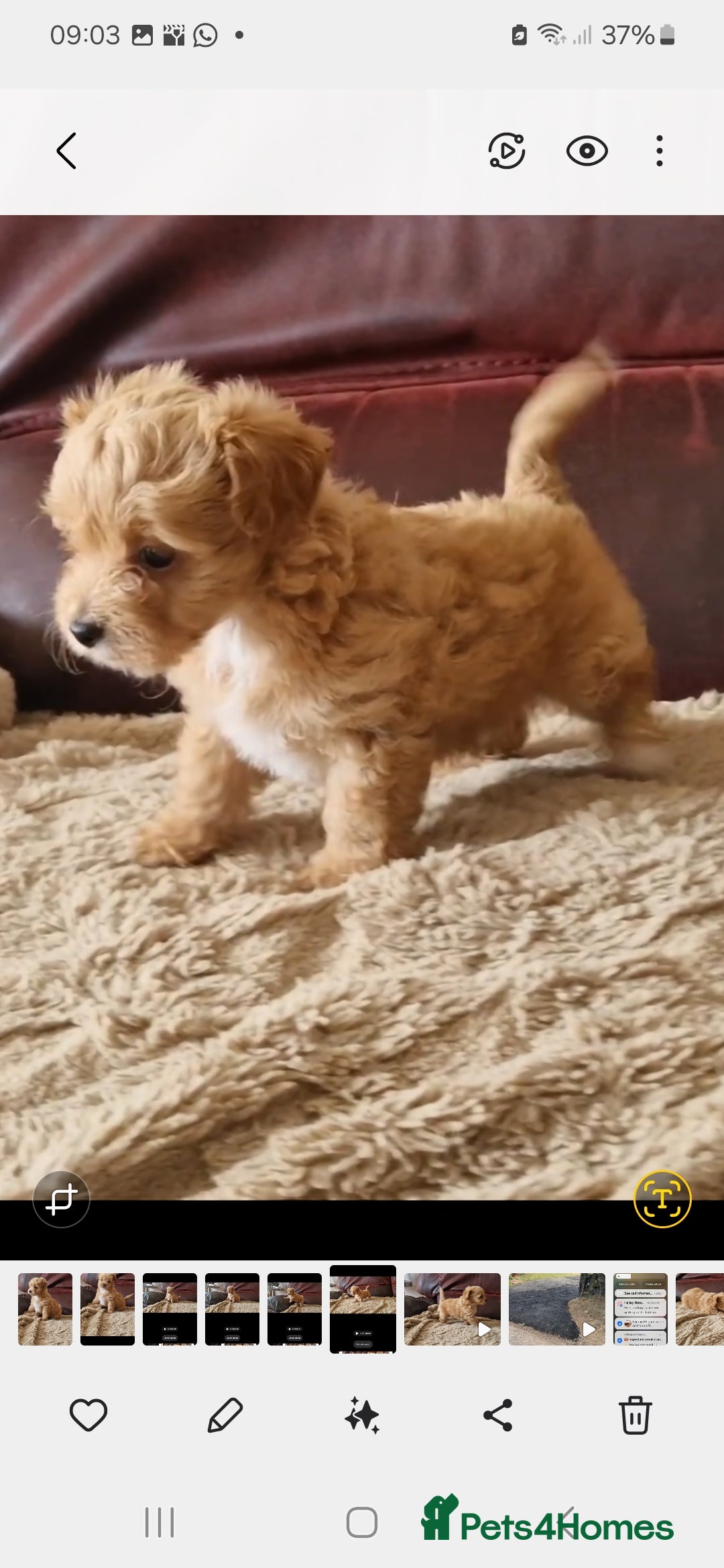 Chipoo dogs for sale: Poodle x Chihuahua  - Image 7