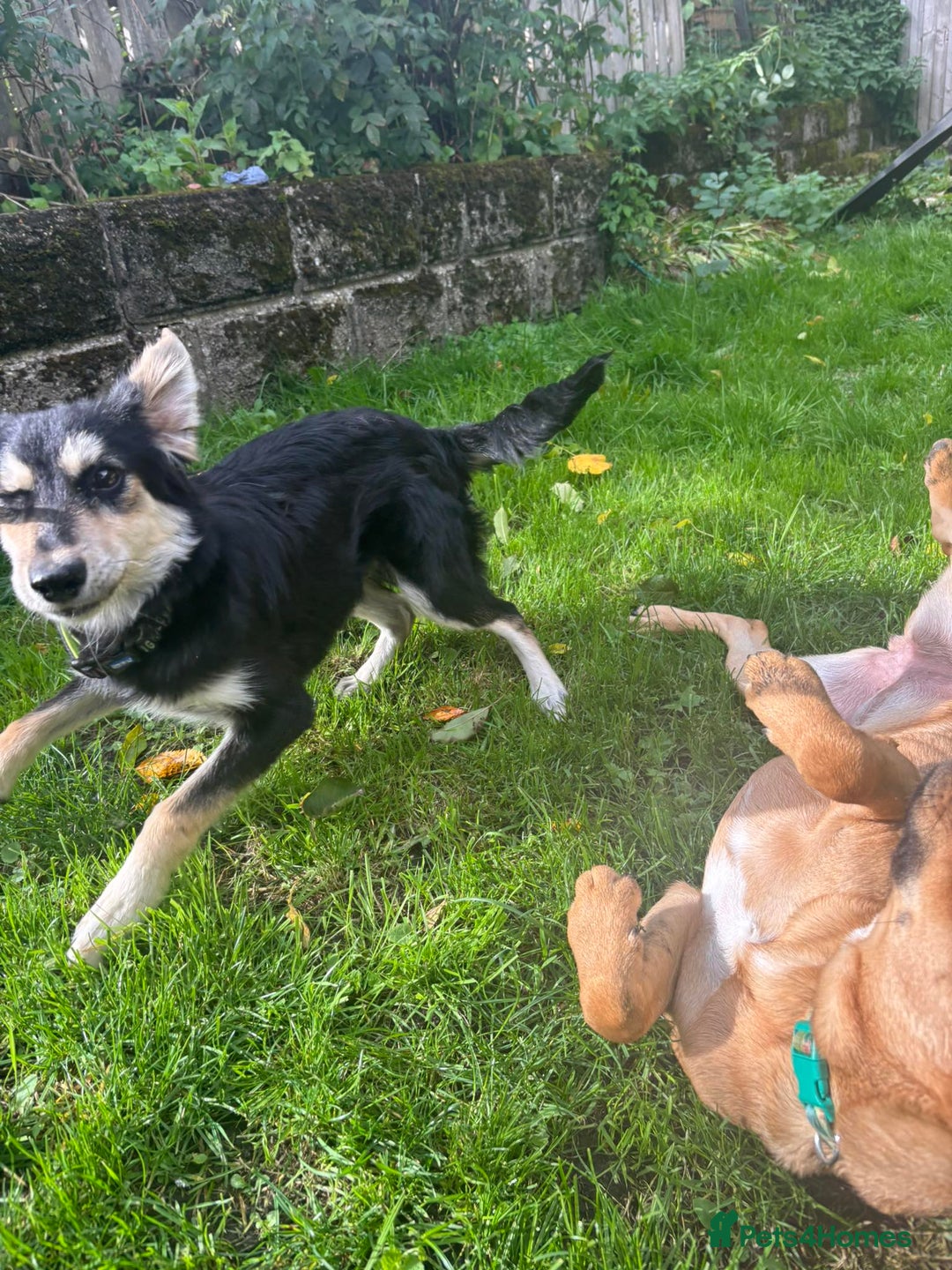 Mixed Breed dogs for adoption: Meet Noodle – Sweet & Shy Pup Looking for Love 🐾 - Image 6