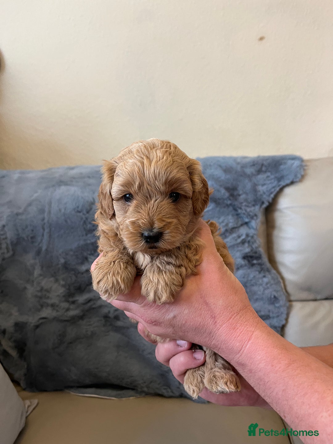 Shihpoo dogs for sale: beautiful shihpoo litter - Image 28