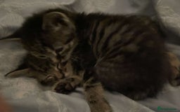 British Shorthair cats for sale: BEAUTIFUL BRITISH SHORT HAIRS - Image 2