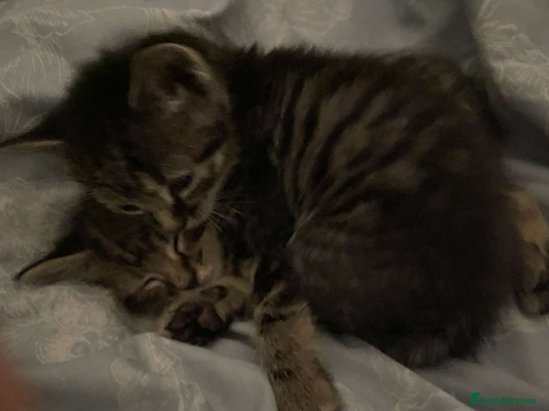 British Shorthair cats for sale: BEAUTIFUL BRITISH SHORT HAIRS - Image 2