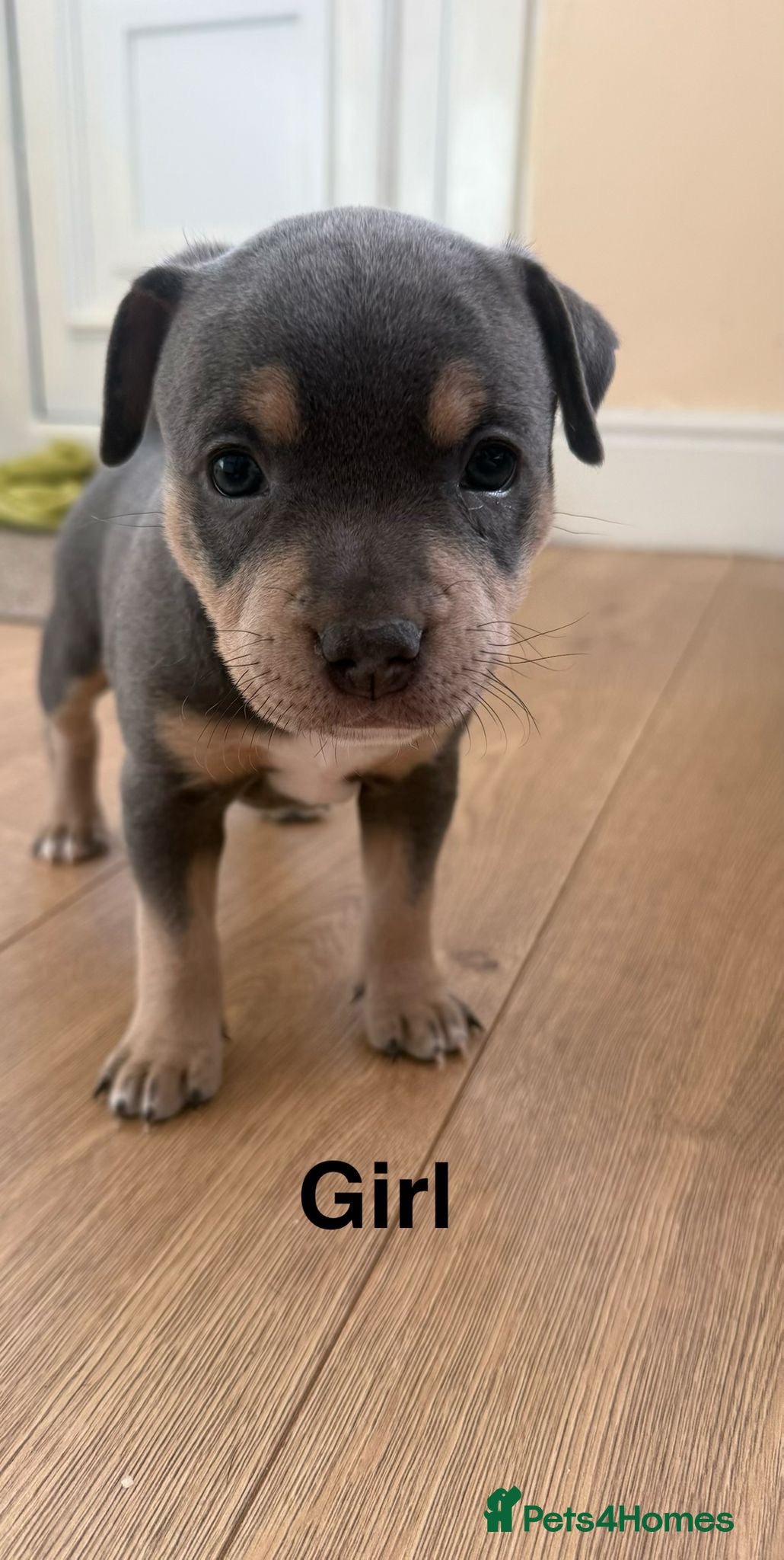 Staffordshire Bull Terrier dogs  Stunning Staffordshire Bull Terrier Puppies  - Advert 1