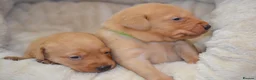 Labrador Retriever dogs for sale: Chunky Fox Red Labrador Puppies  - Advert 16