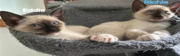 Ragamese cats for sale:    Gorgeous Ragamese Boys - Advert 6