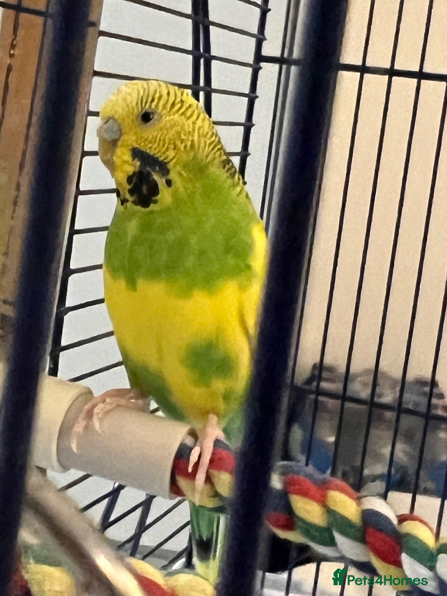 Budgerigars birds Free Budgie looking for a loving new home - Advert 1