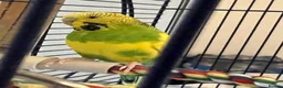 Budgerigars birds for sale: Free Budgie looking for a loving new home in Hemel Hempstead - Advert 1