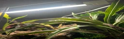 Gecko reptiles for sale: Pictus gecko breeding pair with enclosure - Advert 6