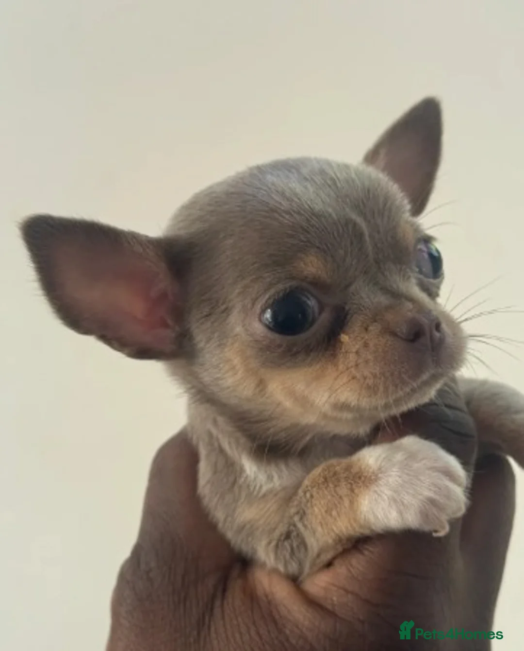 Chihuahua dogs for sale: Exceptional Chihuahua Puppies - Advert 10