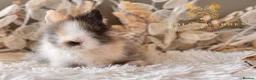Lionhead rabbits for sale: Beautiful Fully Vaccinated Lionheads! - Advert 4