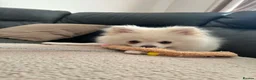 Pomeranian dogs for sale: 14 week old Pomeranian boy  - Advert 5