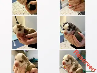 Siberian Husky dogs Epic Blue Eyed Husky Puppies – Imported Parents - Advert 6