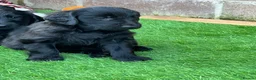 Flat coated Retriever dogs for sale: Beautiful girl from show winning lines available  - Advert 3