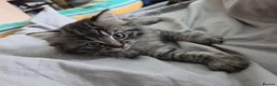 Ragdoll cats for sale: last remaining Ragdoll cross scottish strait - Advert 11