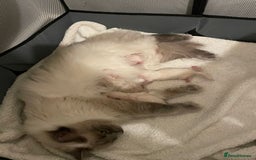 Ragdoll cats for stud: Ragdoll Stud Lilac Colour GCCF Active. in Sheffield - Image 12