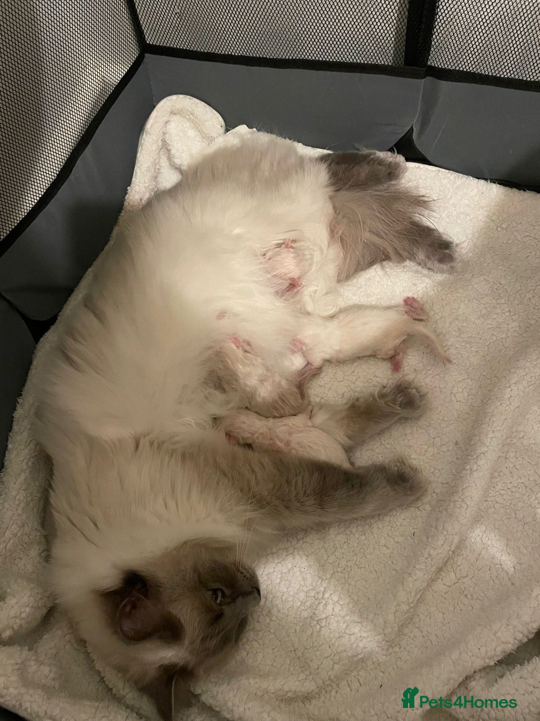 Ragdoll cats for stud: Ragdoll Stud Lilac Colour GCCF Active. in Sheffield - Image 12