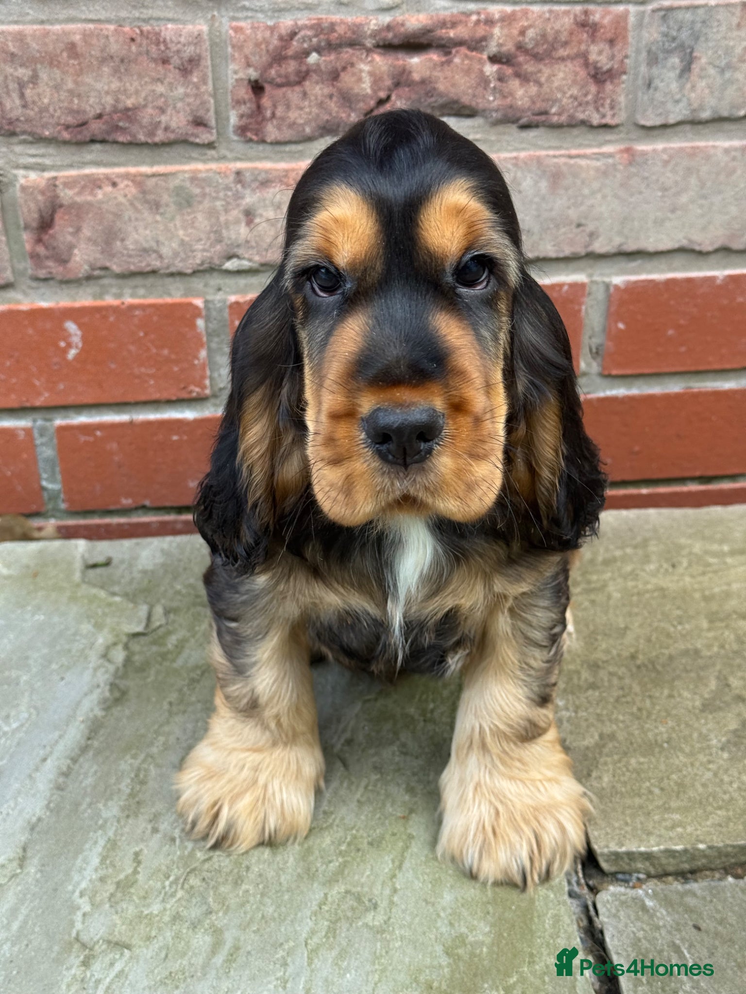 Cocker Spaniel dogs TRUE SHOWTYPE KC REGISTERED HEALTH TESTED - Advert 7