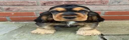Cocker Spaniel dogs for sale: TRUE SHOWTYPE KC REGISTERED HEALTH TESTED - Advert 1