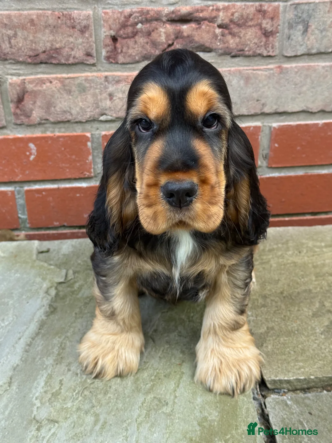 Cocker Spaniel dogs for sale: TRUE SHOWTYPE KC REGISTERED HEALTH TESTED - Advert 1