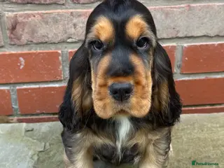 Cocker Spaniel dogs TRUE SHOWTYPE KC REGISTERED HEALTH TESTED - Advert 7