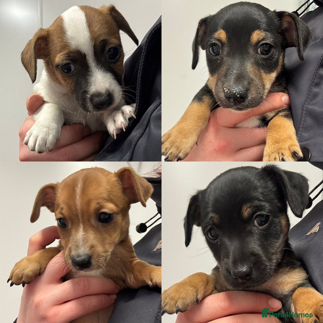 Jack Russell dogs for sale: *last one* Miniature Jack Russell’s  - Advert 4