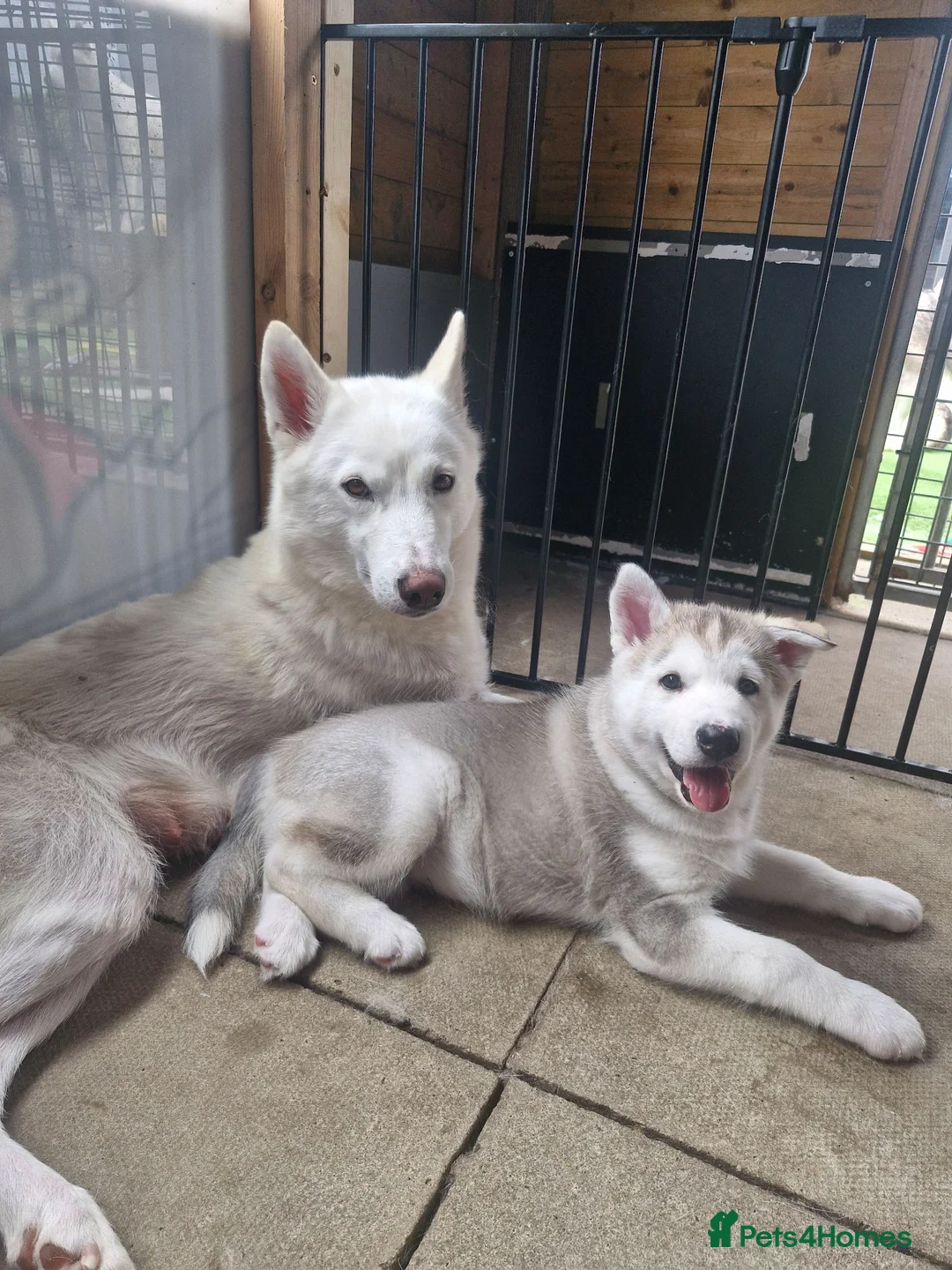 Siberian Husky dogs for sale: 3 beautiful husky puppies  in Blackburn - Advert 2