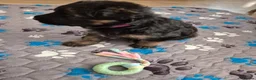 German Shepherd dogs for sale: Stunning GSD Puppies – KC Registered –  DM Clear - Advert 20