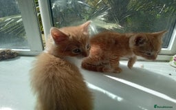 Mixed Breed cats for sale: Persian mix kittens and mother - Image 2