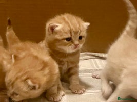 British Shorthair cats - Advert 12