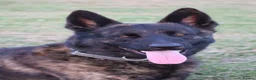 Belgian Shepherd Dog dogs for sale: DH male  - Advert 13