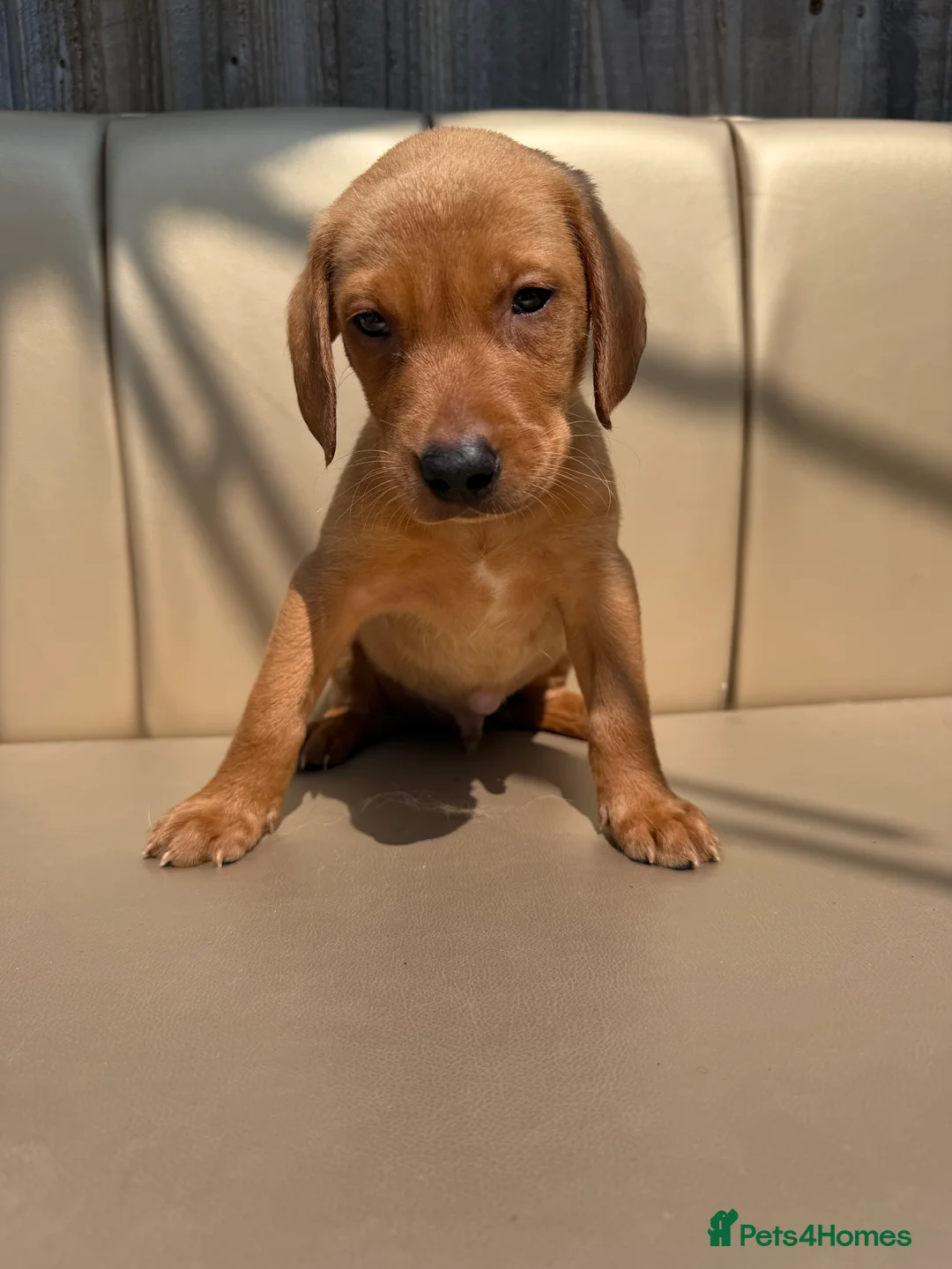 Labrador Retriever dogs for sale: 4 LEFT KC LABS READY IN 1 WEEK ❤️ - Advert 1