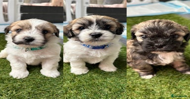Mixed Breed dogs - Advert 9