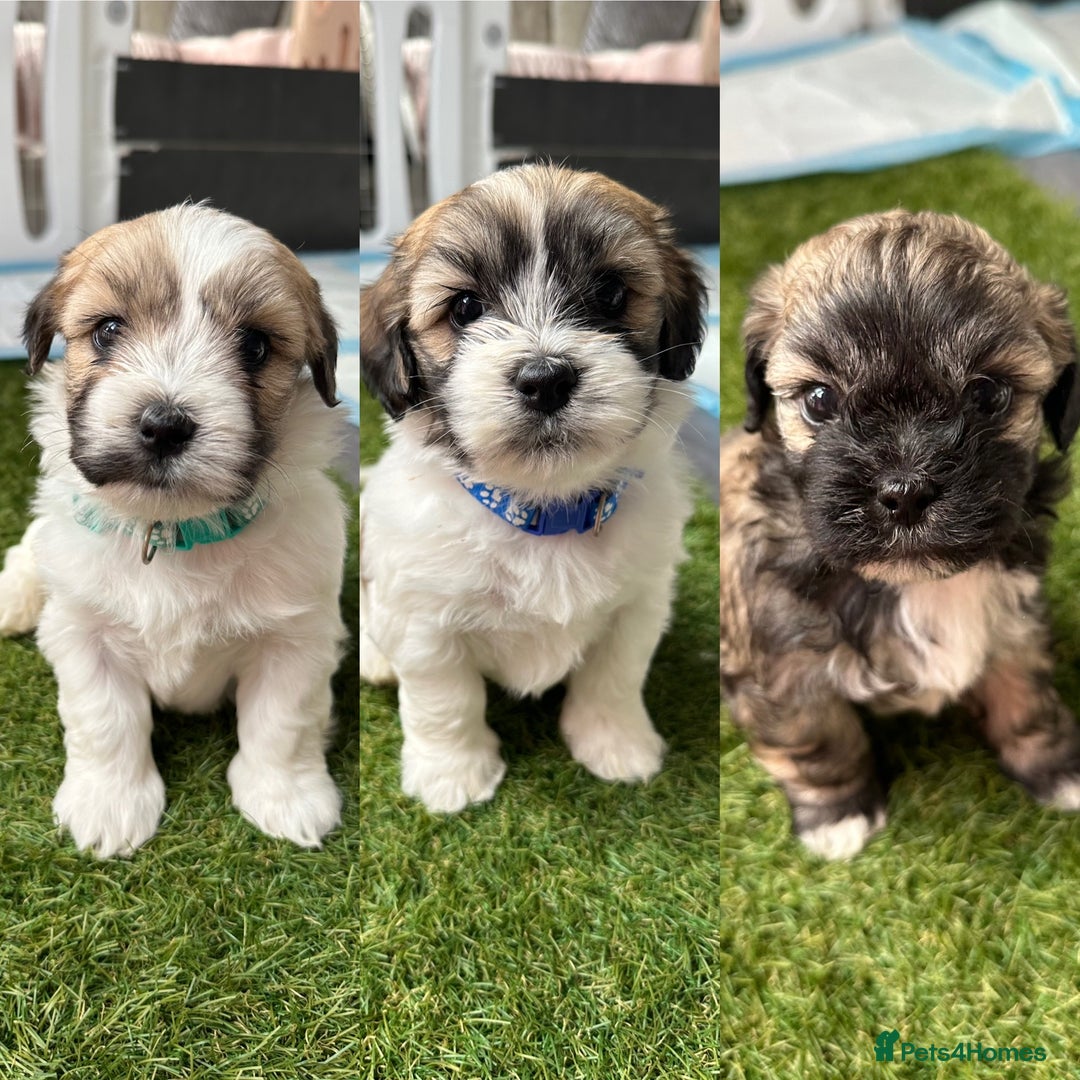 Mixed Breed dogs for sale: La Chon Puppies!  - Image 6