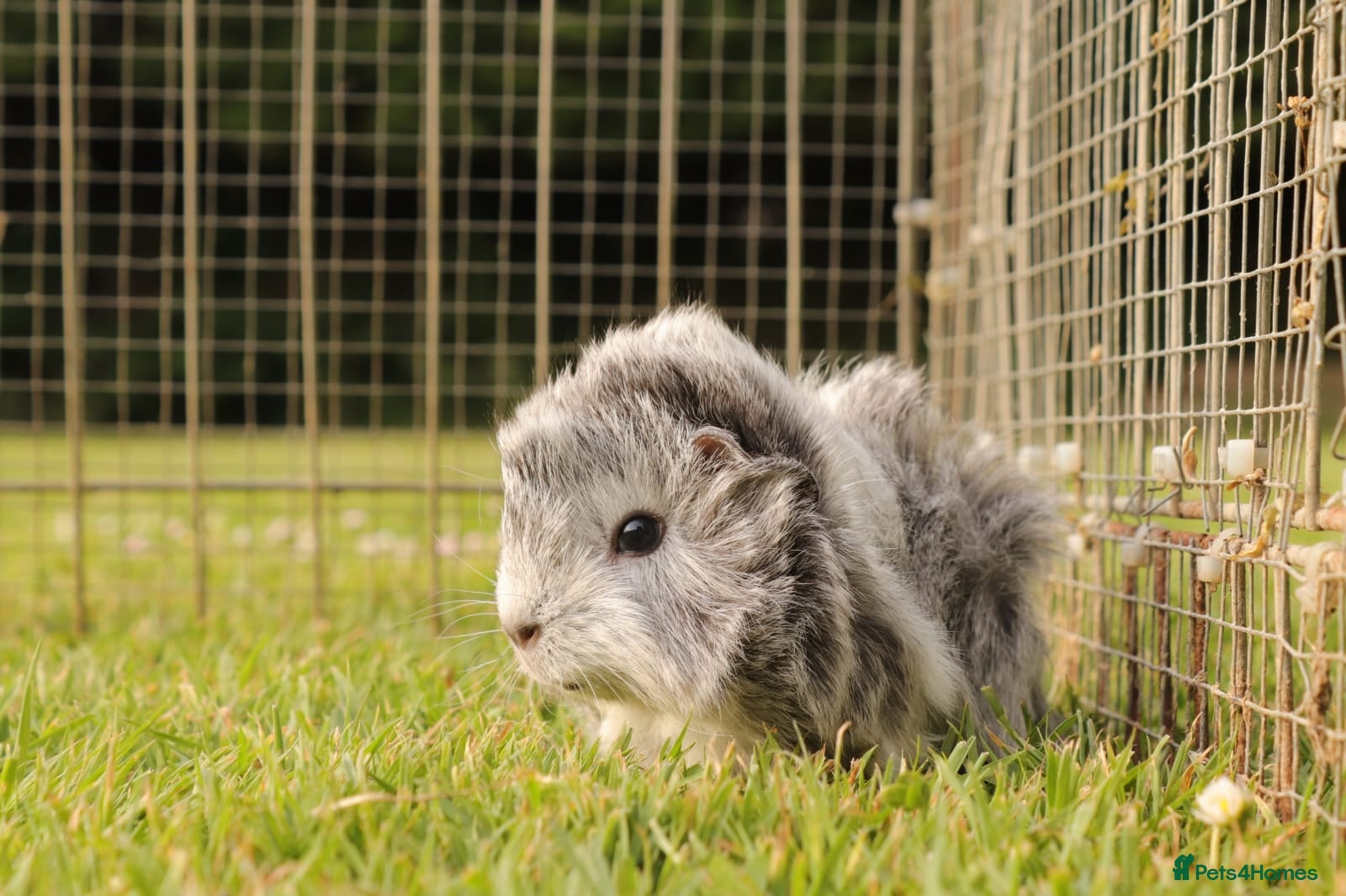 Guinea Pig rodents Baby Guinea Pigs for sale - Advert 2