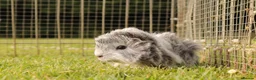 Guinea Pig rodents for sale: Baby Guinea Pigs for sale in Chichester - Advert 2