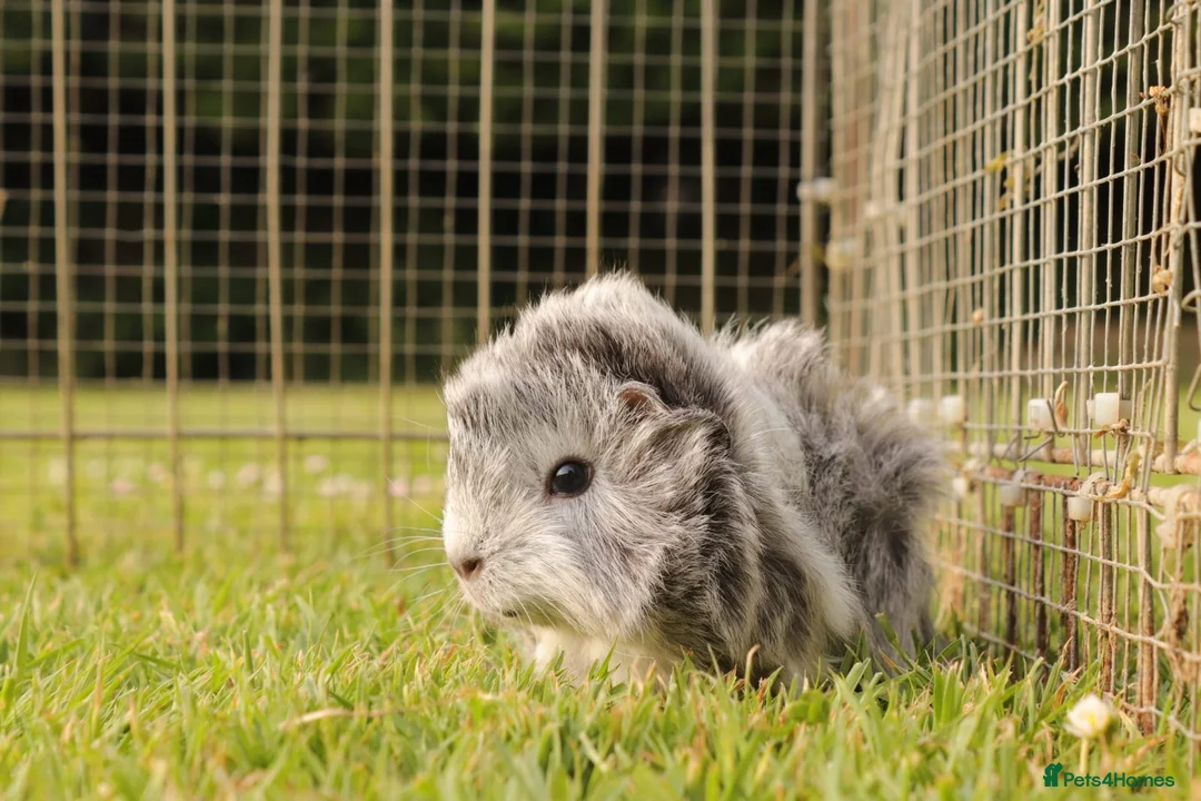 Guinea Pig rodents for sale: Baby Guinea Pigs for sale in Chichester - Advert 2