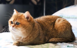 British Shorthair cats for sale: GCCF High Quality Chubby BritishShorthair Kittens. - Image 11
