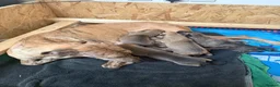 Greyhound dogs for sale: Hungarian Greyhound Pups - Advert 3