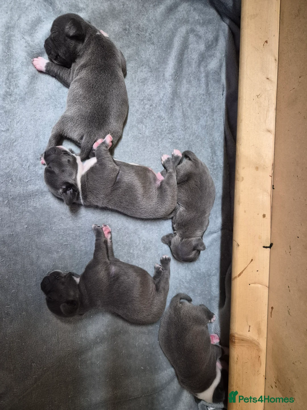 Staffordshire Bull Terrier dogs for sale: 3 Stunning Blue & White KC Reg Staffy Puppies - Advert 2