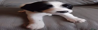 English Springer Spaniel 6