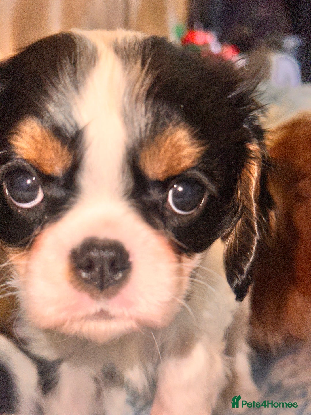 Cavalier King Charles Spaniel dogs for sale: Cavalier King Charles puppy’s  - Advert 26