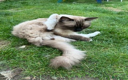 Ragdoll cats for sale: 🐾 Loving 21-Month-Old Male Seal Mitted Ragdoll 🐾 - Image 17